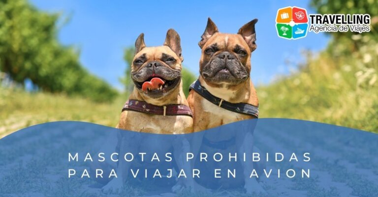 mascotas prohibidas para viajar en avion